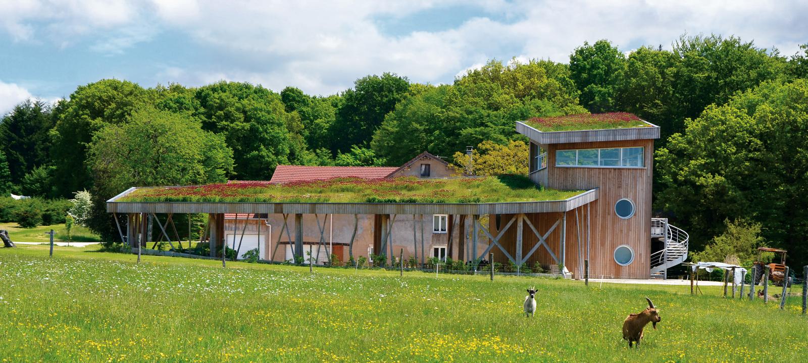 Extensive green roof